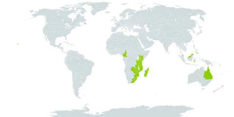 Huperzia verticillata world distribution map, present in American Samoa, Australia, Cameroon, Equatorial Guinea, Indonesia, Kenya, Lesotho, Madagascar, Mozambique, Mauritius, Malawi, Malaysia, Mayotte, Philippines, Papua New Guinea, Réunion, Rwanda, Solomon Islands, Sao Tome and Principe, eSwatini, Tanzania, United Republic of, United States of America, South Africa, Zambia, and Zimbabwe