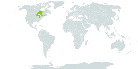 Huperzia x buttersii world distribution map, present in Canada and United States of America