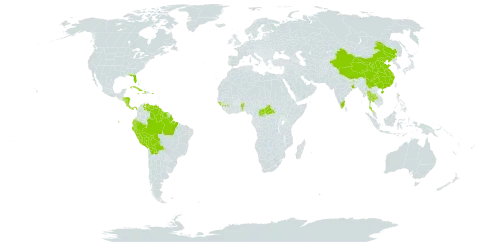 Hura crepitans world distribution map, present in Benin, Bahamas, Bolivia (Plurinational State of), Brazil, Central African Republic, China, Costa Rica, Cuba, Dominica, Ecuador, Guinea, Guinea-Bissau, Guyana, Honduras, Haiti, India, Jamaica, Nicaragua, Panama, Peru, Puerto Rico, Suriname, Thailand, United States of America, and Venezuela (Bolivarian Republic of)