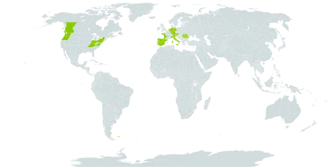 Hyacinthoides non-scripta world distribution map, present in Austria, Canada, Germany, Spain, Falkland Islands (Malvinas), France, United Kingdom of Great Britain and Northern Ireland, Ireland, Italy, Netherlands, Portugal, Romania, and United States of America