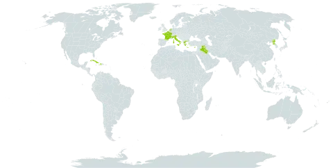 Hyacinthus orientalis subsp. orientalis world distribution map, present in Cuba, Cyprus, France, Greece, Haiti, Iraq, Italy, Netherlands, Palau, Korea (Democratic People's Republic of), and Turks and Caicos Islands