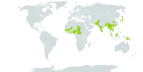 Hylodesmum laxum subsp. laxum world distribution map, present in Bangladesh, Bhutan, Central African Republic, China, Ghana, Guinea, Guinea-Bissau, Indonesia, India, Japan, Lao People's Democratic Republic, Sri Lanka, Mali, Myanmar, Malaysia, Nigeria, Nepal, Pakistan, Philippines, Papua New Guinea, Senegal, Sierra Leone, Chad, Togo, Thailand, Timor-Leste, Taiwan, Province of China, and Viet Nam