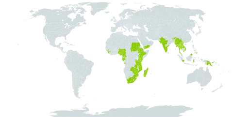 Hylodesmum repandum world distribution map, present in Angola, Burundi, Bhutan, China, Cameroon, Comoros, Ethiopia, Gabon, Guinea, Equatorial Guinea, Indonesia, India, Kenya, Lao People's Democratic Republic, Sri Lanka, Madagascar, Myanmar, Mozambique, Mauritius, Malawi, Malaysia, Nigeria, Philippines, Papua New Guinea, Réunion, Rwanda, Sudan, Sierra Leone, Thailand, Tanzania, United Republic of, Uganda, Viet Nam, Yemen, South Africa, Zambia, and Zimbabwe