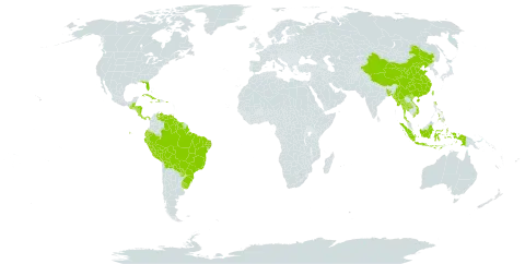 Hymenachne amplexicaulis world distribution map, present in Andorra, Bangladesh, Belize, Bolivia (Plurinational State of), Brazil, China, Costa Rica, Cuba, Dominica, Ecuador, Guatemala, Guyana, Honduras, Haiti, Indonesia, Jamaica, Myanmar, Nicaragua, Nepal, Panama, Peru, Philippines, Puerto Rico, Paraguay, Suriname, Thailand, Taiwan, Province of China, Uruguay, United States of America, Venezuela (Bolivarian Republic of), and Viet Nam