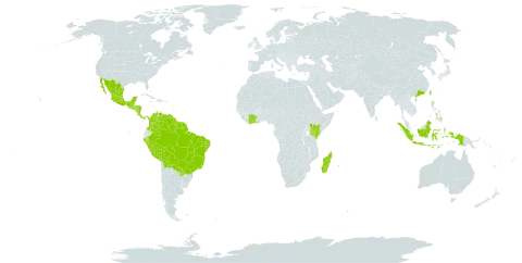 Hymenaea courbaril world distribution map, present in American Samoa, Bonaire, Sint Eustatius and Saba, Belize, Bolivia (Plurinational State of), Brazil, China, Côte d'Ivoire, Colombia, Costa Rica, Ghana, Guatemala, French Guiana, Guyana, Honduras, Indonesia, Kenya, Sri Lanka, Madagascar, Mexico, Mauritius, Malaysia, Nicaragua, Panama, Peru, Philippines, Paraguay, Réunion, Singapore, El Salvador, Suriname, Taiwan, Province of China, Uganda, and Venezuela (Bolivarian Republic of)