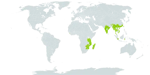 Hymenasplenium obscurum world distribution map, present in Bhutan, China, Indonesia, India, Sri Lanka, Madagascar, Myanmar, Mozambique, Malawi, Nepal, Thailand, Taiwan, Province of China, Tanzania, United Republic of, Viet Nam, South Africa, and Zimbabwe