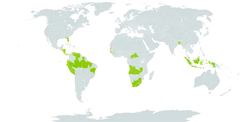 Hymenocallis littoralis world distribution map, present in Angola, Bangladesh, Belize, Brazil, Central African Republic, Cook Islands, Costa Rica, Ecuador, Fiji, Guinea, Gambia, Guinea-Bissau, Honduras, Indonesia, Sri Lanka, Mauritius, Nicaragua, Nauru, Panama, Peru, Philippines, Suriname, Seychelles, Tonga, United States of America, Venezuela (Bolivarian Republic of), Samoa, South Africa, and Zambia