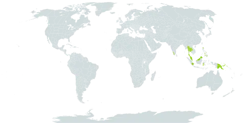 Hymenophyllum acanthoides world distribution map, present in Indonesia, India, Malaysia, Philippines, Papua New Guinea, Singapore, and Thailand