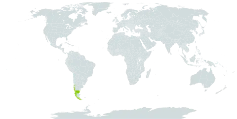 Hymenophyllum cruentum world distribution map, present in Argentina and Chile