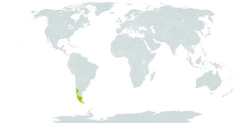 Hymenophyllum darwinii world distribution map, present in Argentina, Chile, and Uruguay