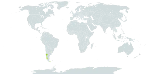 Hymenophyllum dentatum world distribution map, present in Argentina, Chile, and Uruguay