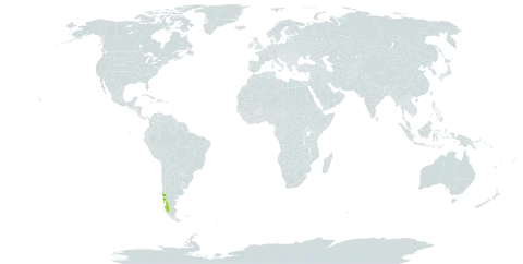 Hymenophyllum dicranotrichum world distribution map, present in Chile