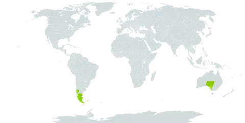 Hymenophyllum falklandicum world distribution map, present in Argentina, Australia, Chile, Falkland Islands (Malvinas), South Georgia and the South Sandwich Islands, and Uruguay