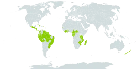 Hymenophyllum hirsutum world distribution map, present in Bonaire, Sint Eustatius and Saba, Belize, Bolivia (Plurinational State of), Brazil, Central African Republic, Côte d'Ivoire, Cameroon, Congo, Colombia, Comoros, Costa Rica, Cuba, Dominica, Ecuador, Gabon, Ghana, Guadeloupe, Equatorial Guinea, Grenada, Guatemala, French Guiana, Guyana, Honduras, Jamaica, Saint Kitts and Nevis, Liberia, Saint Lucia, Madagascar, Mexico, Mozambique, Montserrat, Martinique, Mauritius, Nicaragua, New Zealand, Panama, Peru, Puerto Rico, Réunion, Sao Tome and Principe, Suriname, Seychelles, Trinidad and Tobago, Tanzania, United Republic of, Uganda, Venezuela (Bolivarian Republic of), and Zimbabwe