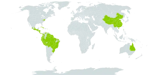 Hymenophyllum polyanthos world distribution map, present in Australia, Bonaire, Sint Eustatius and Saba, Belize, Bolivia (Plurinational State of), Brazil, China, Colombia, Costa Rica, Cuba, Dominica, Ecuador, Guadeloupe, Grenada, Guatemala, French Guiana, Guyana, Honduras, Jamaica, Saint Kitts and Nevis, Saint Lucia, Mexico, Montserrat, Martinique, Nicaragua, Panama, Peru, Puerto Rico, El Salvador, Suriname, Trinidad and Tobago, United States of America, and Venezuela (Bolivarian Republic of)