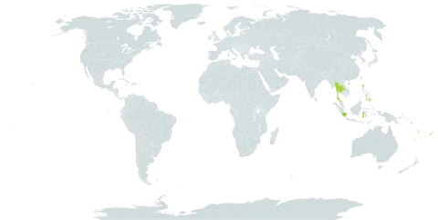 Hymenophyllum serrulatum world distribution map, present in Fiji, Micronesia (Federated States of), Indonesia, Malaysia, Philippines, Papua New Guinea, Singapore, Solomon Islands, Thailand, United States of America, and Vanuatu