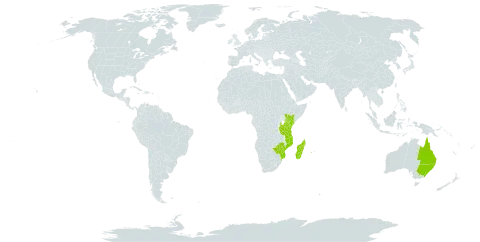 Hymenophyllum sibthorpioides world distribution map, present in Australia, Comoros, Kenya, Madagascar, Mozambique, Mauritius, Malawi, Réunion, Tanzania, United Republic of, and Zimbabwe