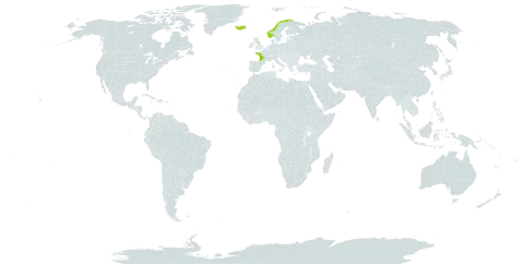 Hymenophyllum wilsonii world distribution map, present in Spain, France, United Kingdom of Great Britain and Northern Ireland, Iceland, Norway, and Portugal