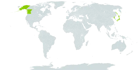 Hymenophyllum wrightii world distribution map, present in Canada, Japan, Korea (Democratic People's Republic of), Russian Federation, and United States of America