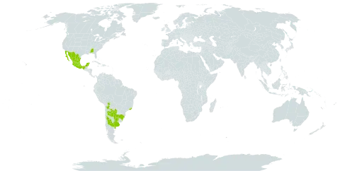 Hymenoxys anthemoides world distribution map, present in Argentina, Bolivia (Plurinational State of), Brazil, Mexico, Paraguay, Uruguay, and United States of America