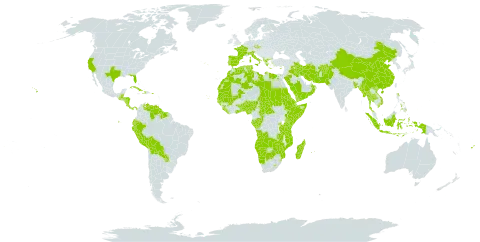 Hyparrhenia world distribution map, present in Afghanistan, Angola, Albania, Benin, Burkina Faso, Bangladesh, Belize, Bolivia (Plurinational State of), Botswana, Central African Republic, China, Congo, Comoros, Cabo Verde, Costa Rica, Cuba, Cyprus, Czech Republic, Djibouti, Dominica, Algeria, Ecuador, Egypt, Eritrea, Spain, Ethiopia, Fiji, France, Gabon, Ghana, Guinea, Gambia, Guinea-Bissau, Greece, Guatemala, Guyana, Honduras, Haiti, Indonesia, Iran (Islamic Republic of), Iraq, Italy, Kenya, Liberia, Libya, Lesotho, Morocco, Madagascar, Mali, Myanmar, Mozambique, Mauritania, Mauritius, Namibia, Nigeria, Nicaragua, Oman, Pakistan, Panama, Peru, Philippines, Palau, Puerto Rico, Portugal, Paraguay, Réunion, Rwanda, Saudi Arabia, Sudan, Senegal, Singapore, Sierra Leone, Somalia, Suriname, eSwatini, Seychelles, Turks and Caicos Islands, Chad, Togo, Thailand, Tunisia, Tanzania, United Republic of, Uganda, United States of America, Venezuela (Bolivarian Republic of), Viet Nam, Yemen, Zambia, and Zimbabwe