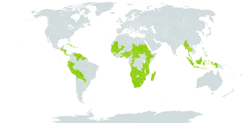 Hyparrhenia rufa var. rufa world distribution map, present in Angola, Benin, Burkina Faso, Belize, Bolivia (Plurinational State of), Botswana, Central African Republic, Congo, Comoros, Costa Rica, Cuba, Dominica, Ecuador, Eritrea, Ethiopia, Fiji, Ghana, Guinea, Gambia, Guinea-Bissau, Guatemala, Guyana, Honduras, Haiti, Indonesia, Kenya, Madagascar, Mali, Myanmar, Mozambique, Mauritania, Mauritius, Namibia, Nigeria, Nicaragua, Panama, Peru, Philippines, Puerto Rico, Paraguay, Réunion, Rwanda, Sudan, Senegal, Sierra Leone, Suriname, eSwatini, Seychelles, Chad, Togo, Thailand, Tanzania, United Republic of, Uganda, Venezuela (Bolivarian Republic of), South Africa, Zambia, and Zimbabwe