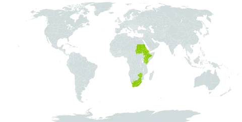 Hyparrhenia tamba world distribution map, present in Eritrea, Ethiopia, Kenya, Lesotho, Sudan, eSwatini, South Africa, and Zimbabwe