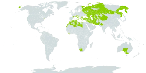 Hypecoum pendulum world distribution map, present in Afghanistan, Armenia, Australia, Azerbaijan, Bulgaria, Bahrain, China, Cyprus, Algeria, Spain, France, Georgia, Greece, Croatia, India, Iran (Islamic Republic of), Iraq, Israel, Italy, Kazakhstan, Kyrgyzstan, Kuwait, Liberia, Libya, Morocco, North Macedonia, Nepal, Pakistan, Russian Federation, Saudi Arabia, Syrian Arab Republic, Tajikistan, Turkmenistan, Tunisia, Turkey, Ukraine, United States of America, Uzbekistan, and South Africa