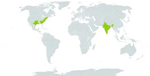 Hypericum densiflorum world distribution map, present in India and United States of America