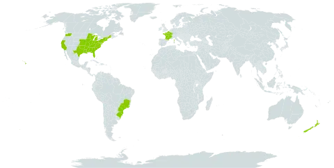 Hypericum mutilum world distribution map, present in Brazil, France, New Zealand, and United States of America