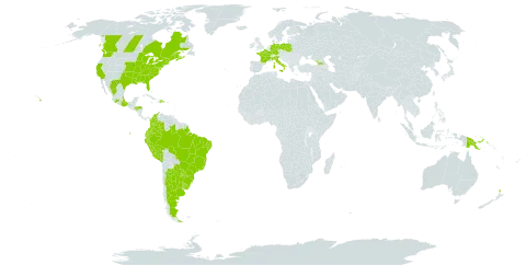 Hypericum mutilum subsp. mutilum world distribution map, present in Argentina, Brazil, Canada, Colombia, Germany, Dominican Republic, Ecuador, France, Georgia, Honduras, Italy, Mexico, New Zealand, Peru, Papua New Guinea, Poland, Portugal, Paraguay, Uruguay, and United States of America