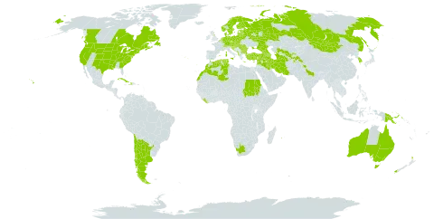 Hypericum perforatum subsp. perforatum world distribution map, present in Afghanistan, Albania, Andorra, Argentina, Armenia, Australia, Austria, Azerbaijan, Belgium, Bulgaria, Bosnia and Herzegovina, Belarus, Canada, Switzerland, Chile, Cuba, Cyprus, Czech Republic, Germany, Denmark, Algeria, Spain, Estonia, Finland, France, United Kingdom of Great Britain and Northern Ireland, Georgia, Gibraltar, Greece, Croatia, Haiti, Hungary, India, Iran (Islamic Republic of), Iraq, Israel, Italy, Korea (Republic of), Lebanon, Liberia, Liechtenstein, Lithuania, Luxembourg, Latvia, Morocco, North Macedonia, Malta, Montenegro, Mongolia, Netherlands, Norway, New Zealand, Pakistan, Papua New Guinea, Poland, Portugal, Réunion, Romania, Russian Federation, Saudi Arabia, Sudan, Saint Pierre and Miquelon, Serbia, Slovakia, Slovenia, Sweden, Syrian Arab Republic, Tajikistan, Turkmenistan, Tunisia, Turkey, Ukraine, United States of America, Uzbekistan, and South Africa