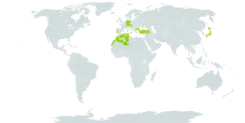 Hypericum perforatum subsp. veronense world distribution map, present in Albania, Andorra, Austria, Bulgaria, Bosnia and Herzegovina, Switzerland, Cyprus, Germany, Algeria, Spain, France, Greece, Croatia, Italy, Japan, Liechtenstein, Morocco, North Macedonia, Montenegro, Portugal, Serbia, Slovenia, Tunisia, Turkey, and Ukraine