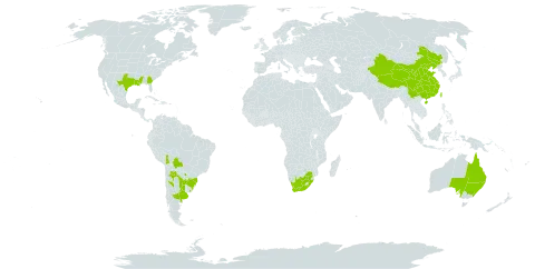 Hypochaeris albiflora world distribution map, present in Argentina, Australia, Bolivia (Plurinational State of), Brazil, China, Paraguay, Taiwan, Province of China, Uruguay, United States of America, and South Africa