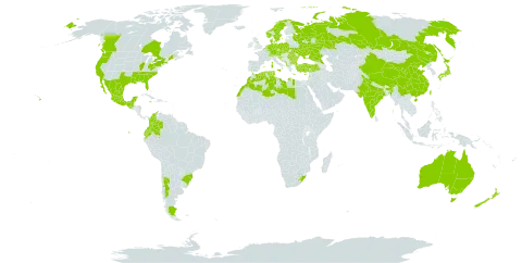 Hypochaeris glabra world distribution map, present in Albania, Argentina, Australia, Austria, Belgium, Bulgaria, Brazil, Canada, Switzerland, Chile, China, Colombia, Cyprus, Czech Republic, Germany, Denmark, Algeria, Ecuador, Spain, France, United Kingdom of Great Britain and Northern Ireland, Gibraltar, Greece, Guatemala, Croatia, India, Israel, Italy, Jamaica, Japan, Lebanon, Libya, Lesotho, Luxembourg, Morocco, Monaco, Mexico, North Macedonia, Montenegro, Netherlands, Norway, New Zealand, Poland, Portugal, Romania, Russian Federation, Saudi Arabia, Saint Helena, Ascension and Tristan da Cunha, Serbia, Slovakia, Slovenia, Sweden, Tunisia, Turkey, Taiwan, Province of China, Ukraine, United States of America, and South Africa