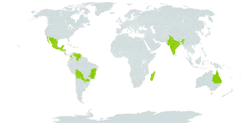 Hypoestes phyllostachya world distribution map, present in Australia, Bolivia (Plurinational State of), Brazil, Colombia, Costa Rica, Guadeloupe, Guatemala, Honduras, India, Madagascar, Mexico, Puerto Rico, Paraguay, El Salvador, United States of America, and Venezuela (Bolivarian Republic of)