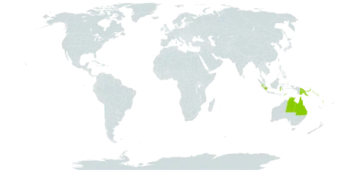 Hypserpa polyandra world distribution map, present in Australia, Micronesia (Federated States of), Indonesia, Papua New Guinea, Puerto Rico, Solomon Islands, Timor-Leste, Uruguay, and Vanuatu