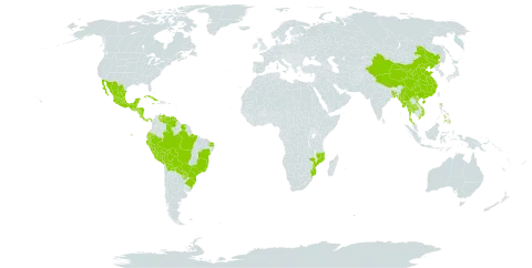 Hyptis brevipes world distribution map, present in Andorra, Bangladesh, Belize, Bolivia (Plurinational State of), Brazil, China, Costa Rica, Cuba, Ecuador, Guatemala, Honduras, Jamaica, Mexico, Myanmar, Mozambique, Nicaragua, Panama, Peru, Philippines, Paraguay, Suriname, Thailand, Venezuela (Bolivarian Republic of), and Viet Nam