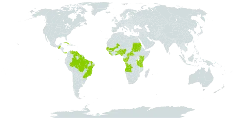 Hyptis lanceolata world distribution map, present in Angola, Benin, Belize, Brazil, Central African Republic, Congo, Cuba, Gabon, Ghana, Guinea, Gambia, Guinea-Bissau, Guatemala, Guyana, Kenya, Liberia, Mali, Nigeria, Panama, Rwanda, Sudan, Senegal, Sierra Leone, Suriname, Togo, Tanzania, United Republic of, Uganda, and Venezuela (Bolivarian Republic of)