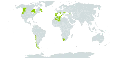 Iberodes linifolia world distribution map, present in Canada, Chile, Algeria, Spain, France, Georgia, Gibraltar, Italy, Sri Lanka, Portugal, Romania, Tunisia, Ukraine, United States of America, and South Africa