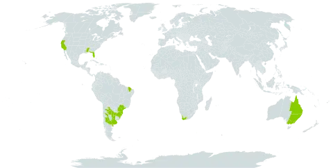 Ibicella lutea world distribution map, present in Argentina, Australia, Brazil, Paraguay, Uruguay, United States of America, and South Africa