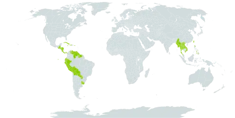 Ichnanthus pallens var. pallens world distribution map, present in Andorra, Belize, Bolivia (Plurinational State of), Costa Rica, Cuba, Dominica, Ecuador, Guatemala, Guyana, Honduras, Haiti, Jamaica, Lao People's Democratic Republic, Myanmar, Nicaragua, Panama, Peru, Philippines, Puerto Rico, Paraguay, Suriname, Thailand, Taiwan, Province of China, Uruguay, Venezuela (Bolivarian Republic of), and Viet Nam