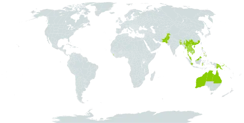 Ichnocarpus frutescens world distribution map, present in Australia, Bangladesh, Bhutan, China, Indonesia, India, Cambodia, Lao People's Democratic Republic, Sri Lanka, Myanmar, Malaysia, Nepal, Pakistan, Philippines, Papua New Guinea, Thailand, and Viet Nam