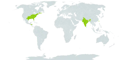 Ilex opaca world distribution map, present in Canada, Honduras, India, Taiwan, Province of China, and United States of America