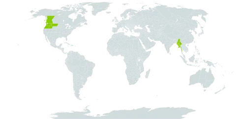 Impatiens ecornuta world distribution map, present in Canada, Myanmar, and United States of America