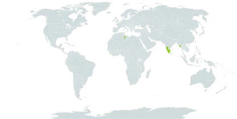 Impatiens oppositifolia world distribution map, present in India, Libya, Sri Lanka, and Myanmar