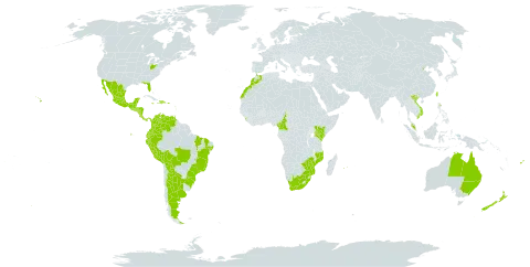 Impatiens walleriana world distribution map, present in Argentina, Australia, Belize, Bolivia (Plurinational State of), Brazil, China, Cameroon, Colombia, Costa Rica, Dominican Republic, Ecuador, Spain, Fiji, Guadeloupe, Guatemala, Honduras, Haiti, Jamaica, Kenya, Sri Lanka, Morocco, Mexico, Northern Mariana Islands, Mozambique, Martinique, Mauritius, Malawi, Malaysia, Nicaragua, New Zealand, Panama, Peru, Palau, Puerto Rico, Réunion, El Salvador, Trinidad and Tobago, Taiwan, Province of China, Tanzania, United Republic of, United States of America, Venezuela (Bolivarian Republic of), Viet Nam, South Africa, and Zimbabwe