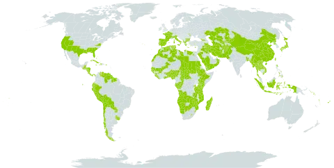 Imperata world distribution map, present in Afghanistan, Angola, Åland Islands, Albania, Andorra, Benin, Burkina Faso, Bangladesh, Bulgaria, Bahamas, Belize, Bolivia (Plurinational State of), Botswana, Central African Republic, Chile, China, Congo, Comoros, Costa Rica, Cuba, Cayman Islands, Cyprus, Dominica, Algeria, Ecuador, Egypt, Spain, Ethiopia, Fiji, France, Gabon, Georgia, Ghana, Guinea, Gambia, Guinea-Bissau, Greece, Guatemala, Guyana, Honduras, Haiti, Indonesia, Iran (Islamic Republic of), Iraq, Italy, Jamaica, Japan, Kazakhstan, Kenya, Kyrgyzstan, Kuwait, Lao People's Democratic Republic, Liberia, Libya, Lesotho, Morocco, Moldova (Republic of), Madagascar, Mali, Myanmar, Mozambique, Mauritius, Namibia, Norfolk Island, Nigeria, Nicaragua, Nepal, Oman, Pakistan, Panama, Peru, Philippines, Palau, Puerto Rico, Korea (Democratic People's Republic of), Portugal, Paraguay, Rwanda, Saudi Arabia, Sudan, Senegal, Singapore, Solomon Islands, Sierra Leone, Suriname, eSwatini, Turks and Caicos Islands, Chad, Togo, Thailand, Turkmenistan, Tonga, Tunisia, Taiwan, Province of China, Tanzania, United Republic of, Uganda, Uruguay, United States of America, Uzbekistan, Venezuela (Bolivarian Republic of), Viet Nam, Vanuatu, Wallis and Futuna, Samoa, Yemen, Zambia, and Zimbabwe