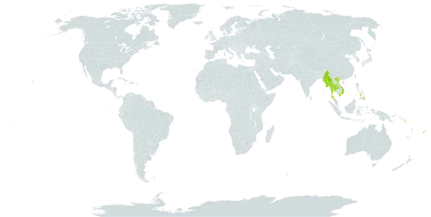 Imperata conferta world distribution map, present in Fiji, Myanmar, Philippines, Solomon Islands, Thailand, Tonga, United States of America, Viet Nam, Vanuatu, and Samoa