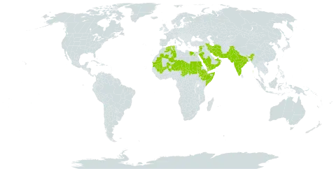 Indigofera articulata world distribution map, present in United Arab Emirates, Bonaire, Sint Eustatius and Saba, Djibouti, Algeria, Egypt, Ethiopia, India, Iran (Islamic Republic of), Jordan, Mali, Mauritania, Niger, Oman, Pakistan, Qatar, Saudi Arabia, Sudan, Somalia, Syrian Arab Republic, Chad, and Yemen